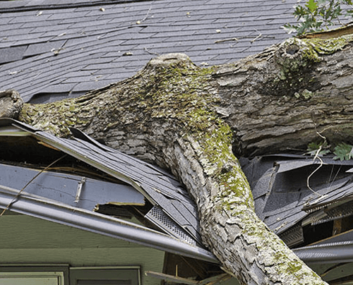 a tree trunk on the roof of a house