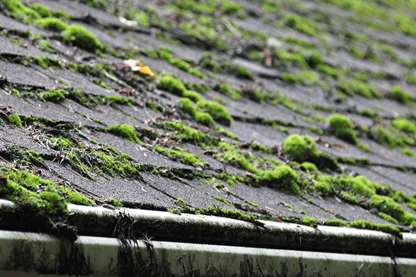 moss growing on a roof damaging it with roots