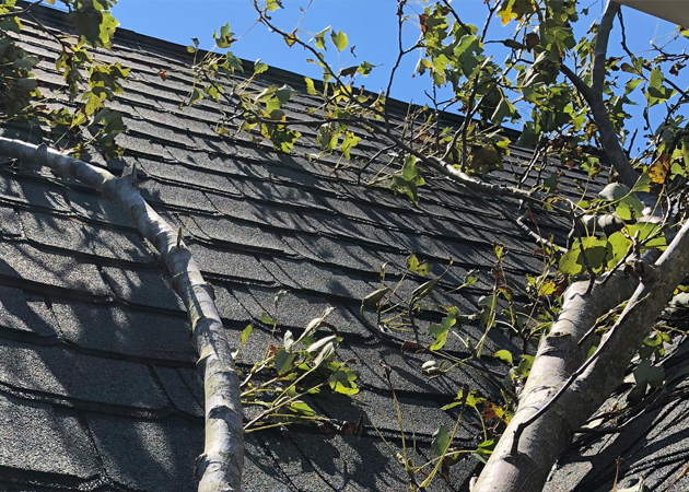 a tree branches on a roof