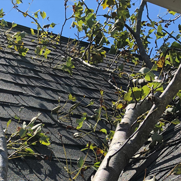 a tree branches on a roof damaged by storm