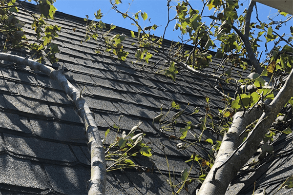 a tree branches on a roof damaged by storm